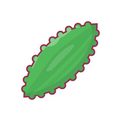 vegetable