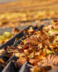 Vertical fall photography. Dried leaves  on the ground, late autumn in November. Blurred background, place for text, copy space.