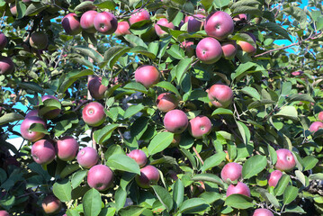 many apples fresh fruits in the orchard