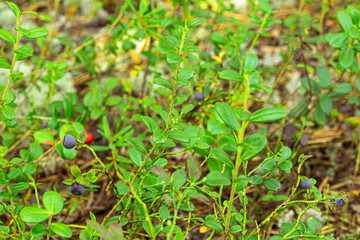 Wild forest berries blueberries and cranberries with bushes in the forest in summer