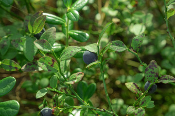 Wild forest berry blueberry with a Bush in the forest in summer