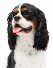 portrait dog looking sideways breed spaniel