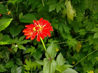 赤い百日草の花