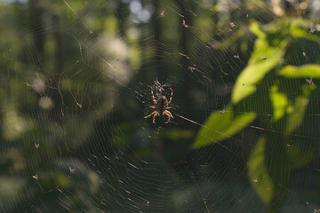 Green forest background with a spider in the center of the cobweb.