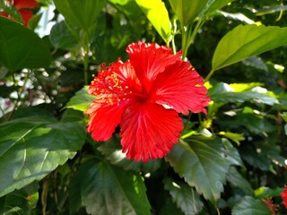 赤いハイビスカスの花