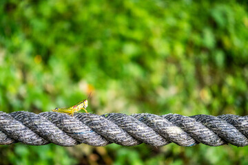 A grasshopper on a rope in the mountains