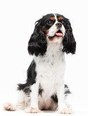 Cavalier king charles spaniel dog looking