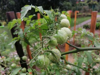 Burza - krople deszczu na roślinach w ogrodzie - młode, zielone pomidory, gałązki