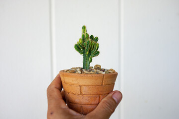 Small ornamental plants in small pots, in the gardener's hands, white concrete wall backdrop.