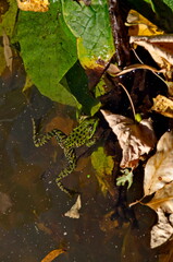 Lake with colorful autumn leaves and a green frog or Rana in the water, Vrana park, Sofia, Bulgaria   
