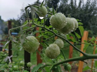 Burza - krople deszczu na roślinach w ogrodzie - młode, zielone pomidory