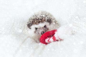 cute African hedgehog with a red santa hat lies on a white knitted blanket with bright snowflakes. cute christmas animals. new year card © yana136