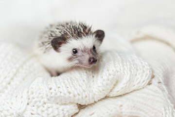 decorative adorable African white- bellied hedgehog on white knitted background. cold winter concept