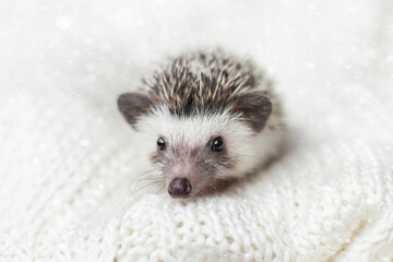 decorative adorable African white- bellied hedgehog on white knitted background. cold winter concept
