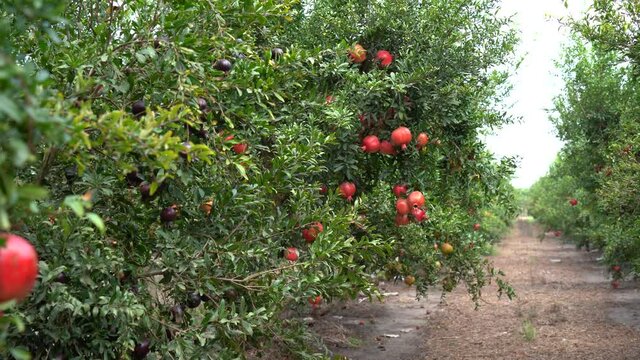 Pomegranate tree plantation on picking season