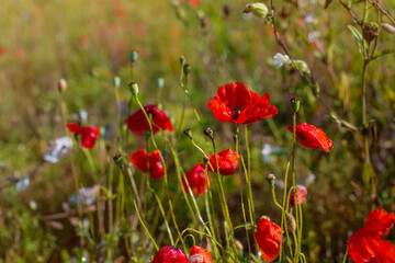 Selective focus. Blurred background. Red poppy field at sunny summer day.