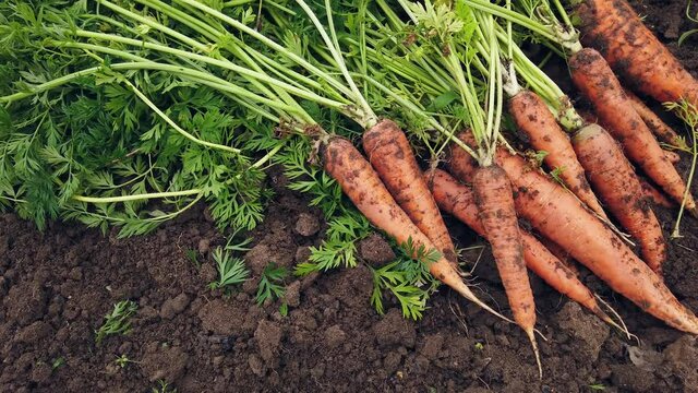 harvest of ripe carrots collected and lying on the ground in the garden