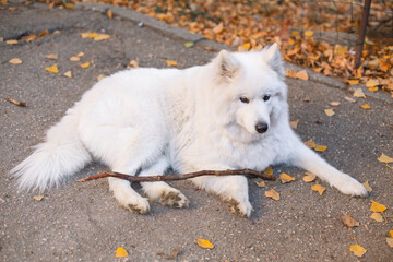 Beautiful white samoyed dog laying with wood stick in autumn park