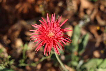 Flor vermelha