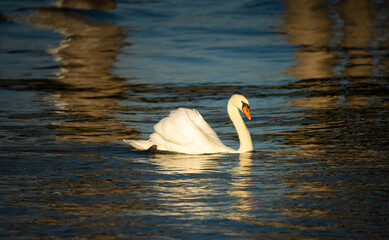 The exquisite elegance of swans swimming near the shores of the Upper Zurich Lake (Obersee), Holzsteg, Rapperswil, St. Gallen, Switzerland