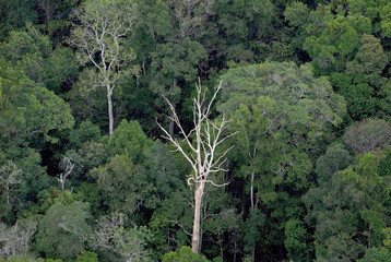 Vista aérea da floresta amazônica