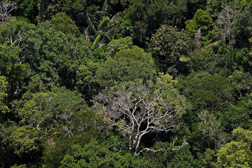 Vista aérea da floresta amazônica