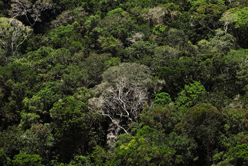 Vista aérea da floresta amazônica
