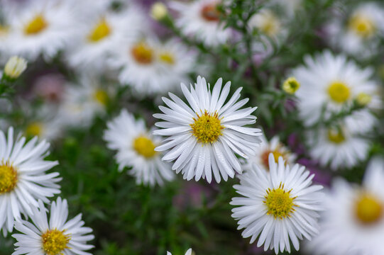 Aster ericoides white heath asters flowering plants, beautiful autumnal flowers in bloom