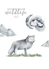 Hand drawn watercolor realistic white wolf. Wildlife animal illustration