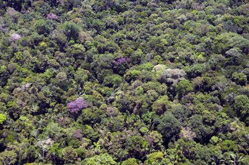 Vista aérea da floresta amazônica