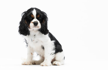 Cavalier king charles spaniel dog puppy looking