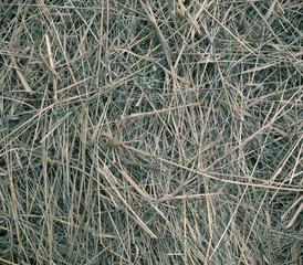 Abstract dry grass texture. Rural texture
