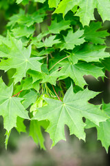 Green maple leaves