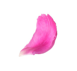 Petal of pink peony flower isolated on white