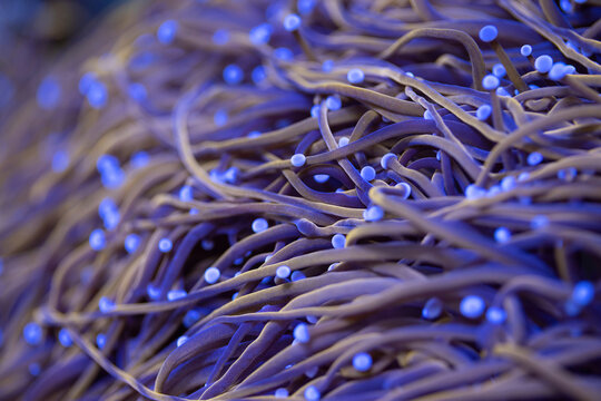 Beautiful euphyllia lps coral in coral reef aquarium tank. Macro shot. Selective focus.