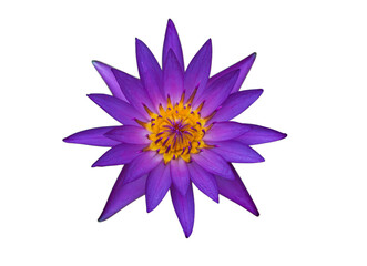 Purple lotus flower on a white background