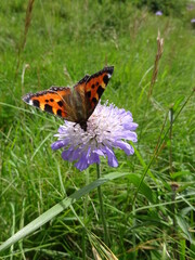 butterfly on a flower