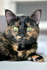 portrait of a tortoiseshell cat