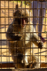 Monkey Park in Kyoto (Japan)