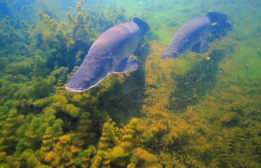 Fototapeta premium Peixe Pirarucu - arapaima gigas