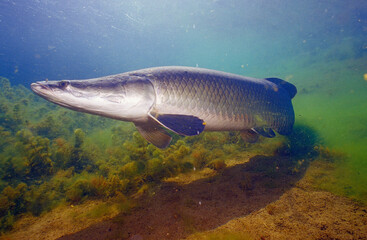 Peixe Pirarucu - arapaima gigas