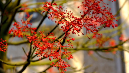 Flower cluster