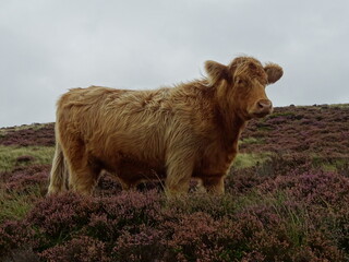 scottish highland cow in a field