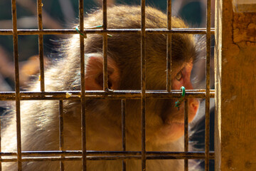 Monkey Park in Kyoto (Japan)