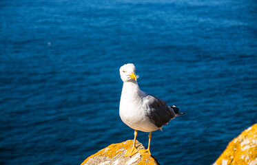 Photo of a beautiful and young seagull on top of a rock with the ocean in the back in Cies Island, in Galicia, Spain. Sunny day, summer, holidays. 