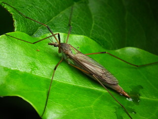 Bug on a leaf