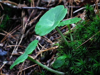 green moss in the forest