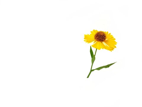 Yellow rudbeckia flower or coneflower on a white background with green leaves. Autumn coneflowers. Background. Gift card.