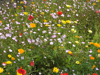 field of flowers