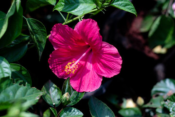 flower with beauty in nature 